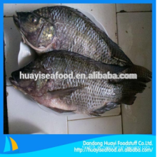 Gefrorener Fisch schwarzer Tilapia Großhandelspreis